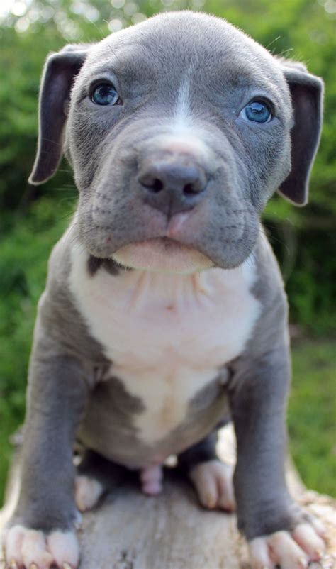 Mr Pitbull Kennels is proud to service Chicago Illinois and surrounding areas. . Blue pitbull puppies for sale
